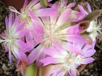 /album/plants/plant-5-jpg/